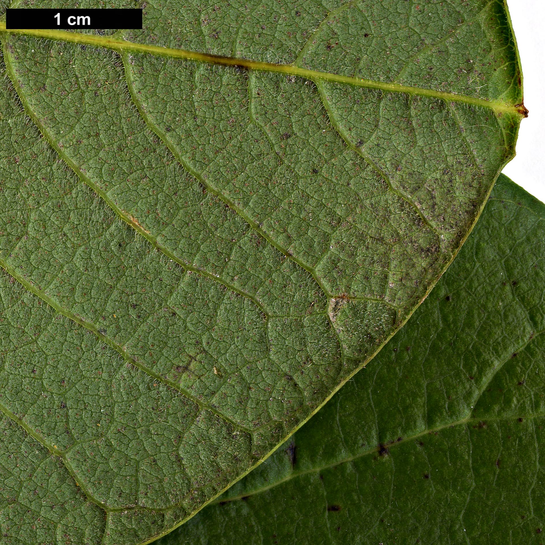 High resolution image: Family: Magnoliaceae - Genus: Magnolia - Taxon: sargentiana - SpeciesSub: var. robusta